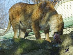 Tiergarten Schönbrunn am 27.01.2026